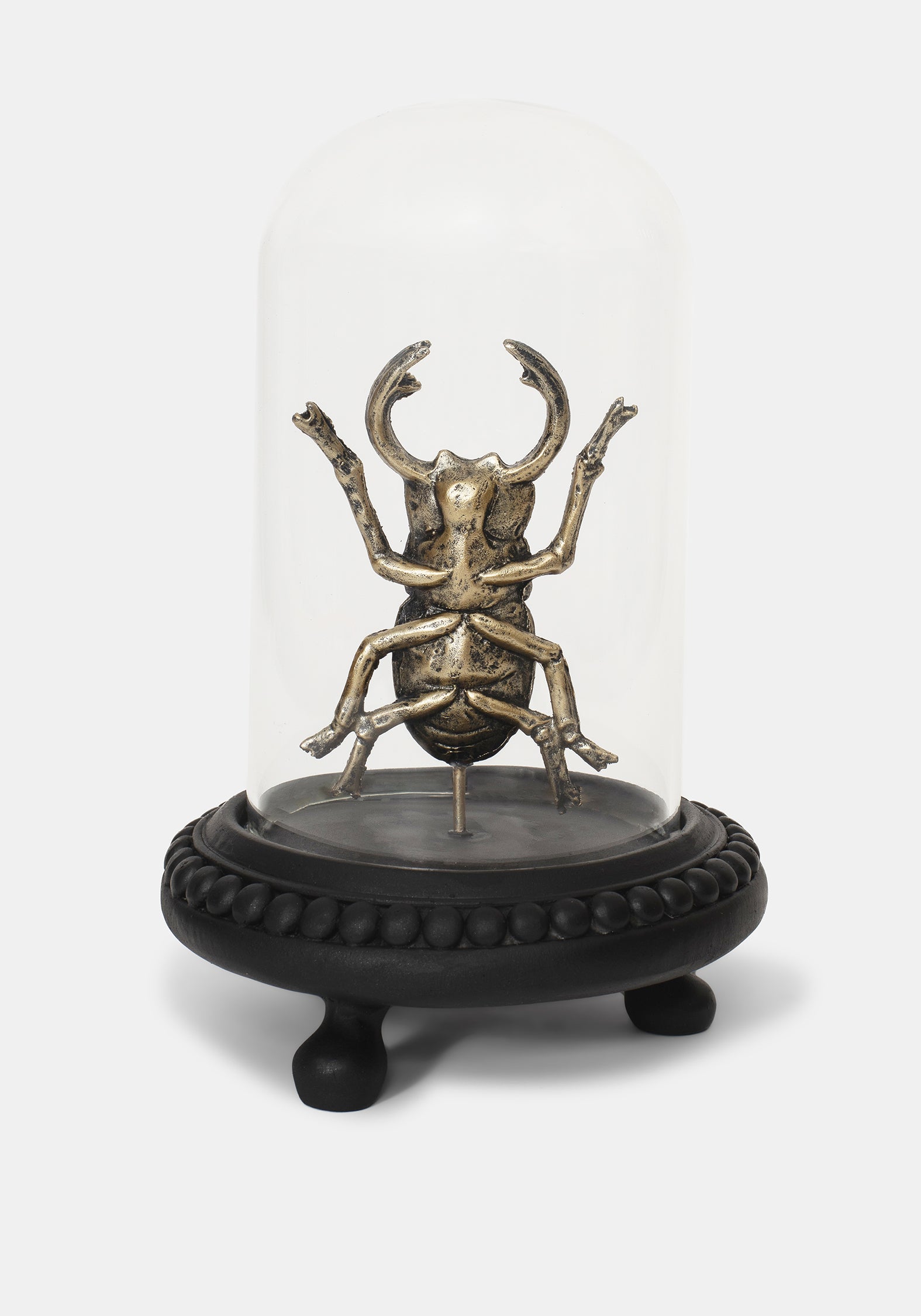 Lyra Bug in Jar