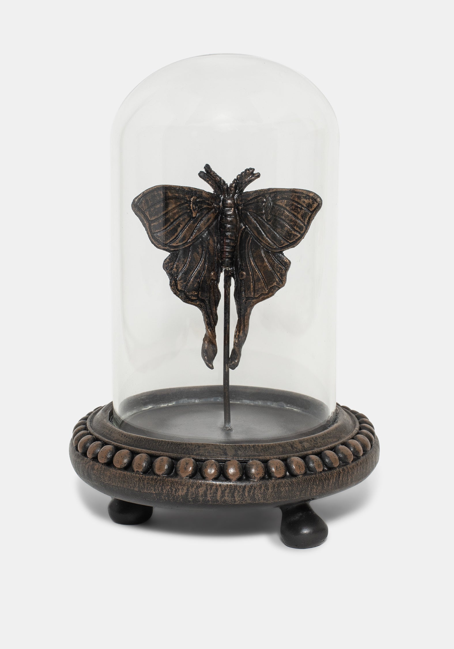Luna Motte In Jar