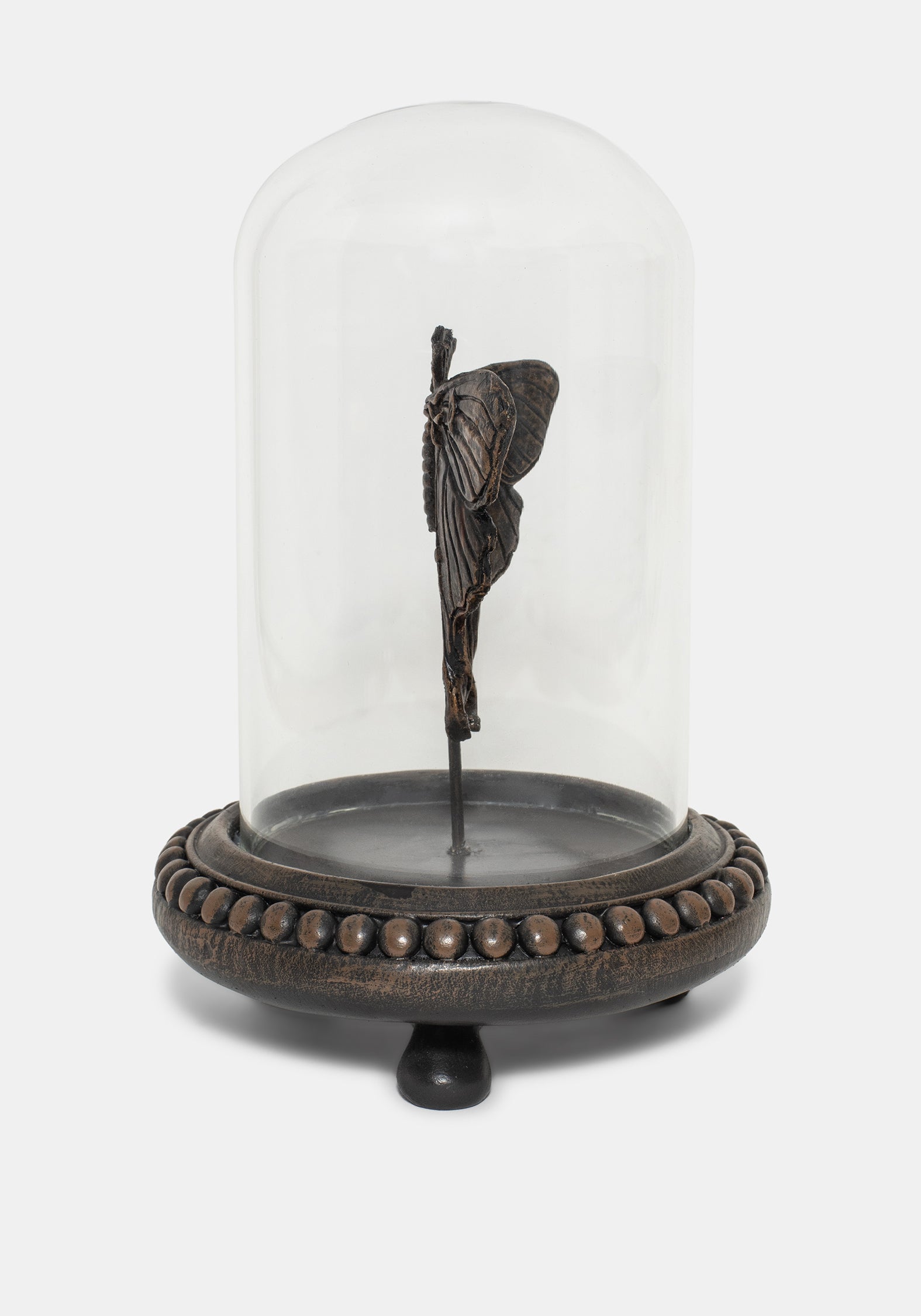 Luna Motte In Jar
