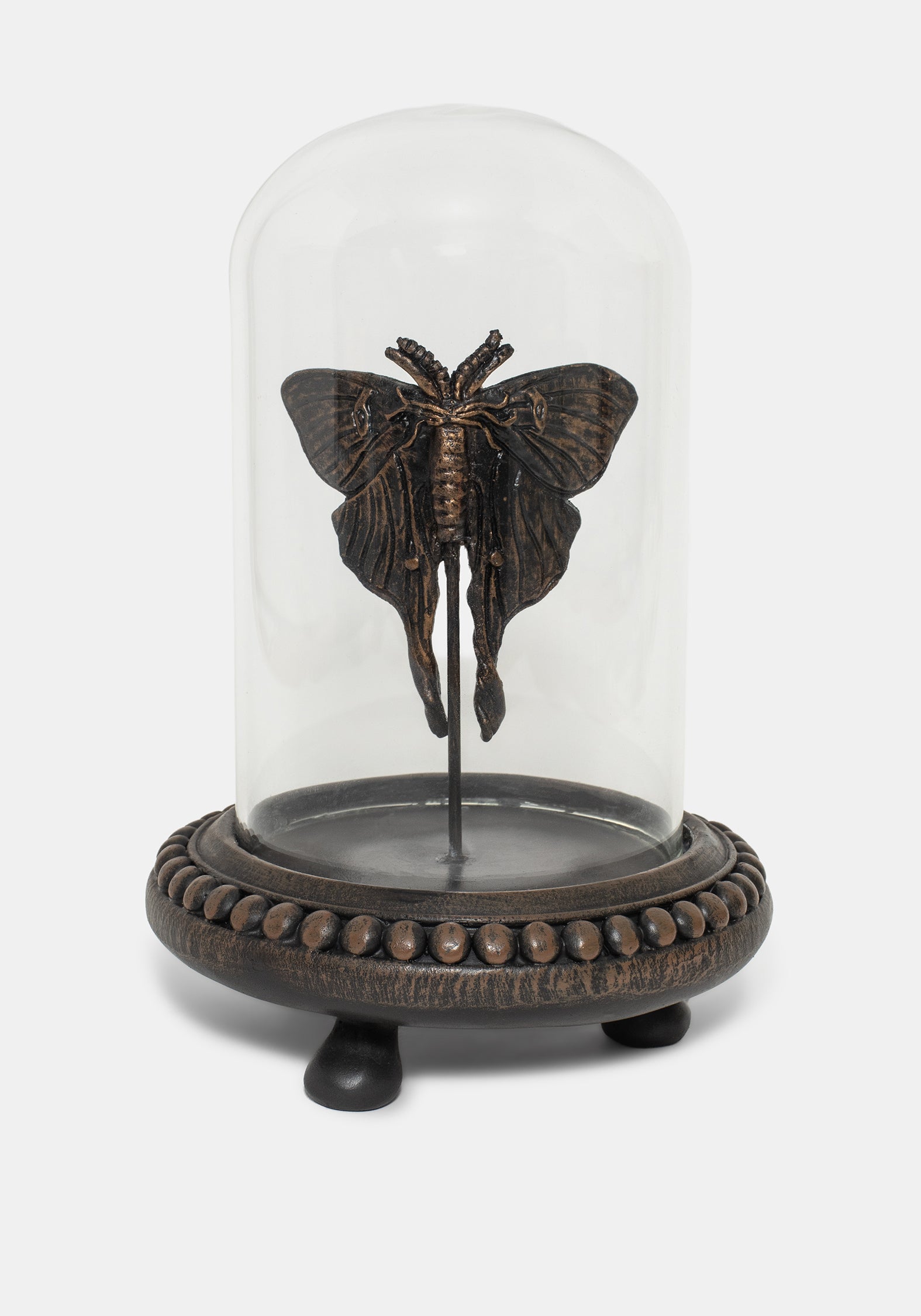 Luna Motte In Jar