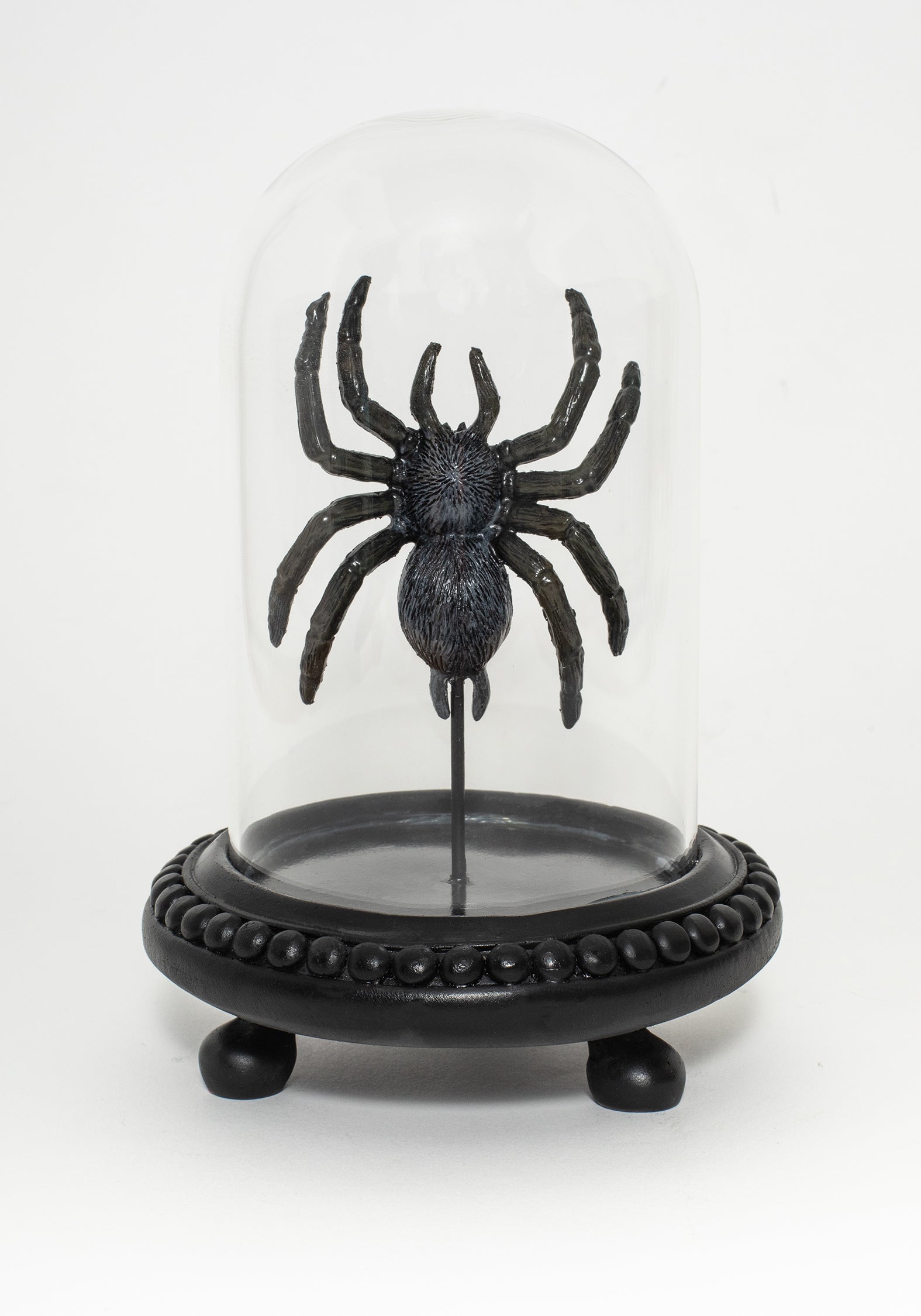 Arachne Spinne In Jar