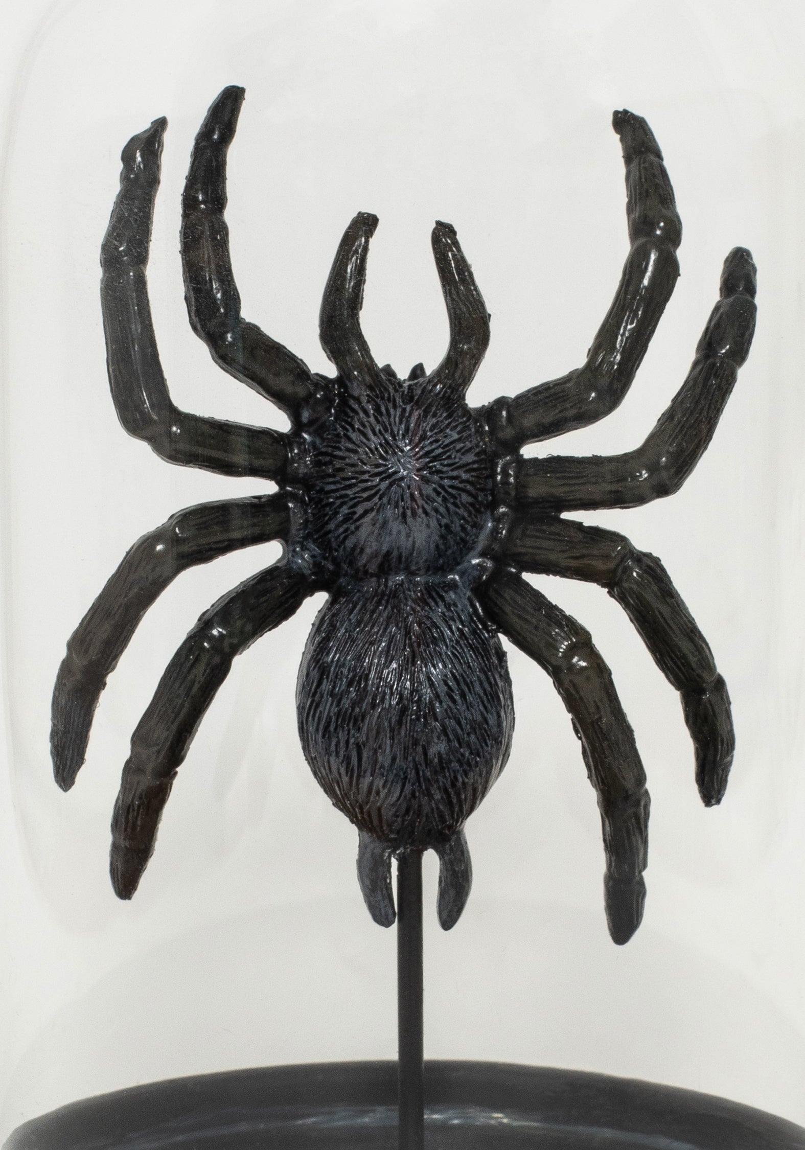 Arachne Spinne In Jar