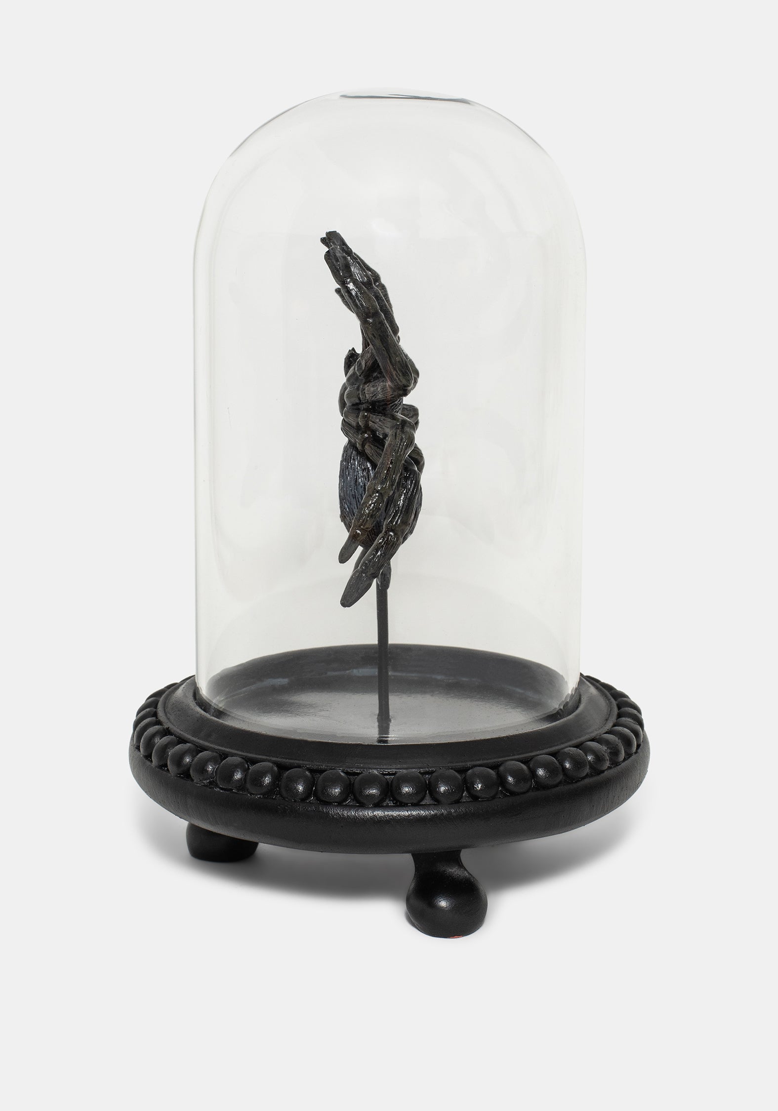 Arachne Spinne In Jar