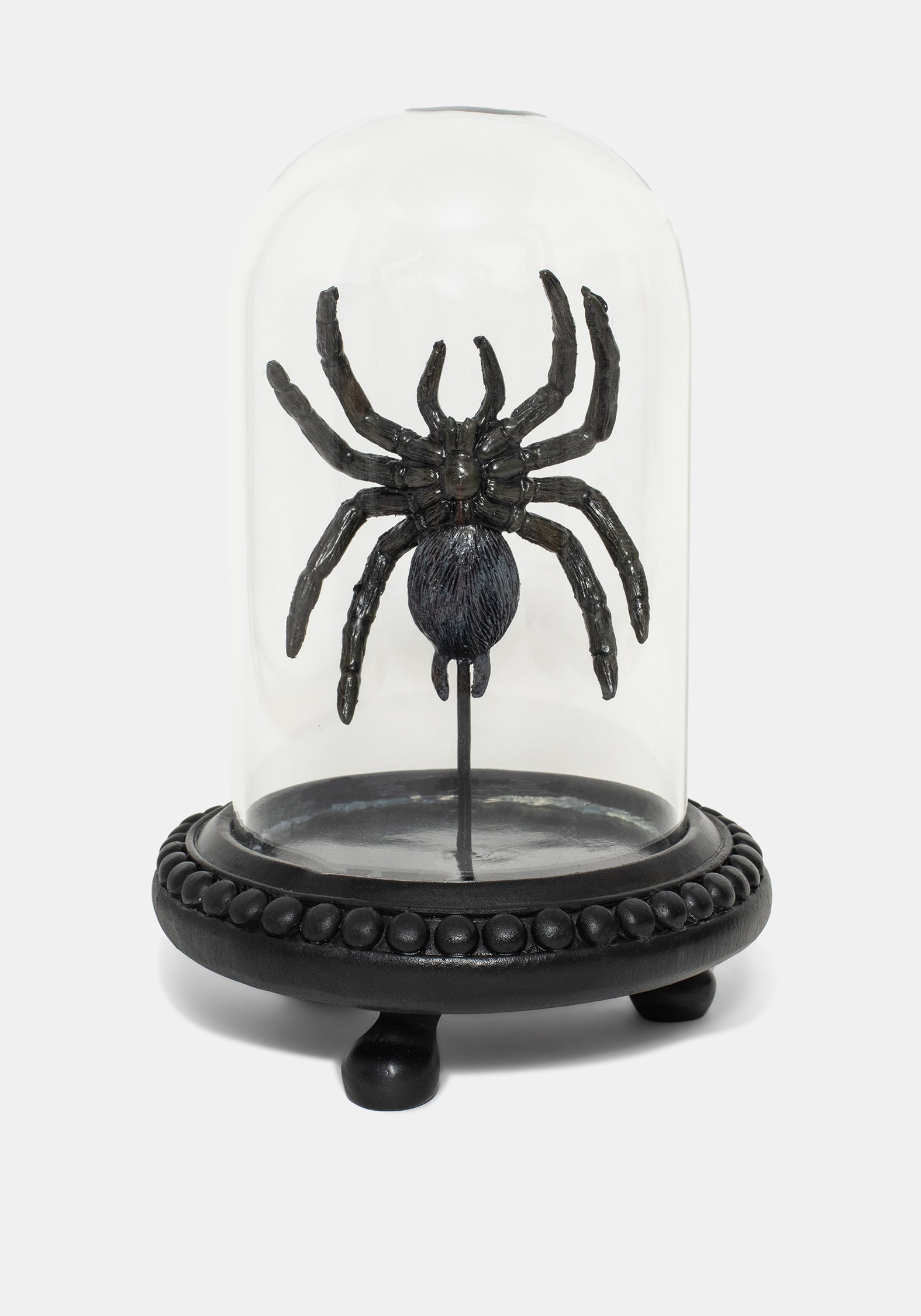 Arachne Spinne In Jar