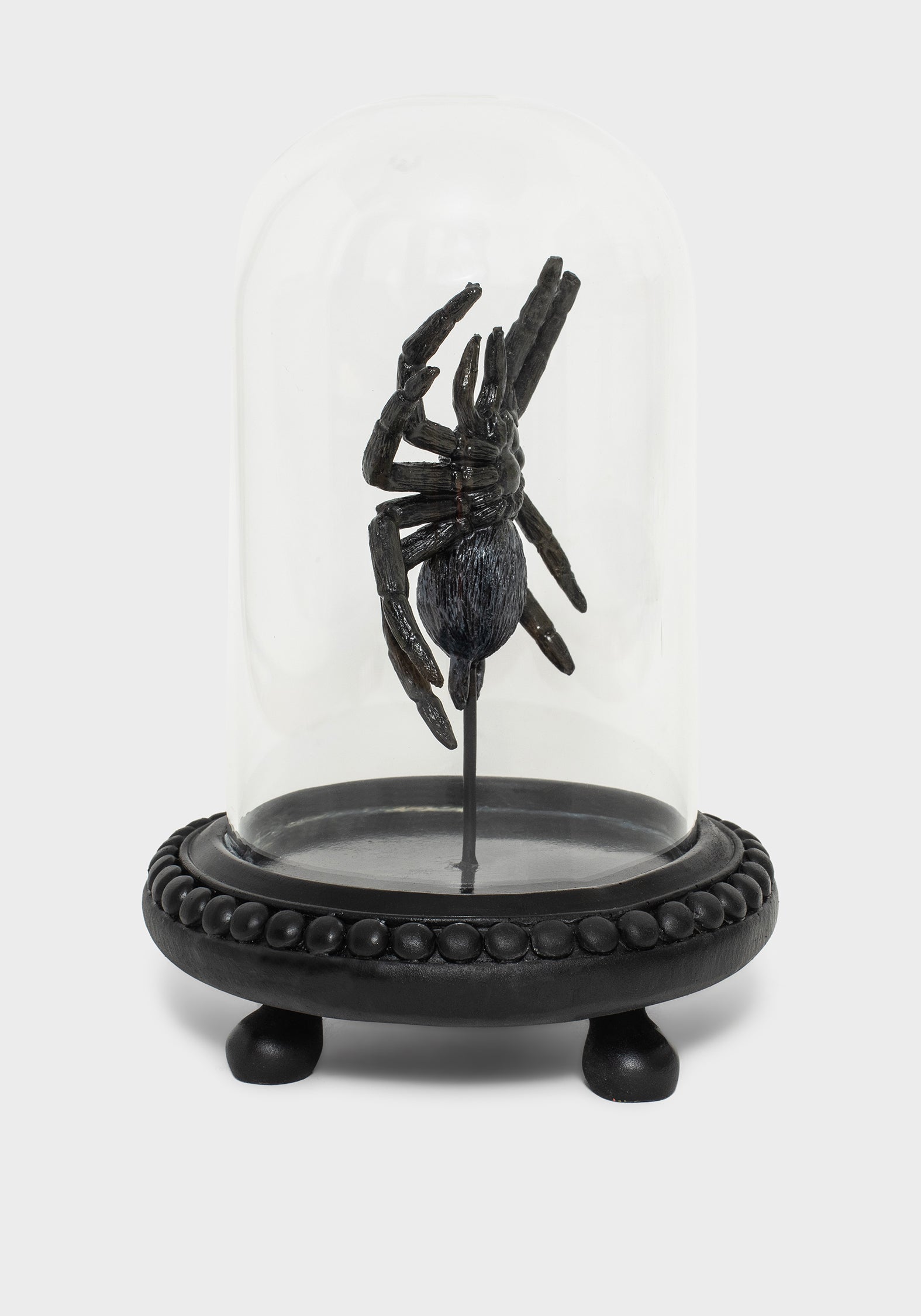 Arachne Spinne In Jar