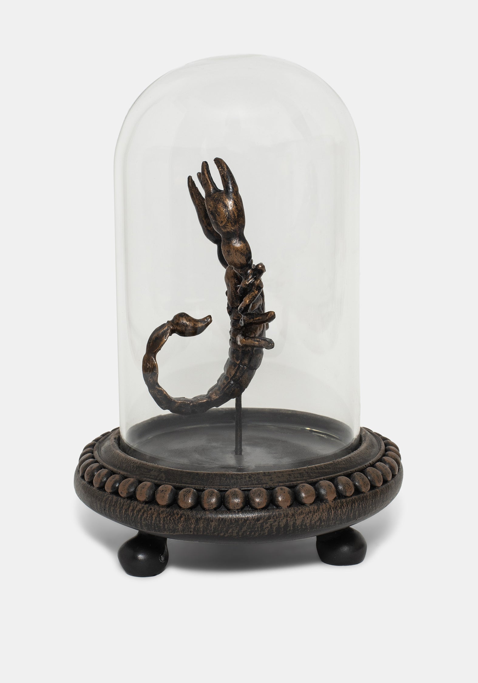 Skara Skorpion In Jar